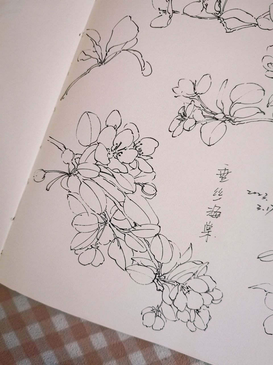 海棠树铅笔画图片