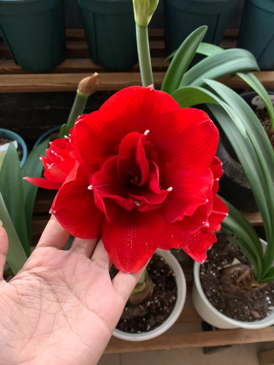 朱顶红 斯嘉丽女神