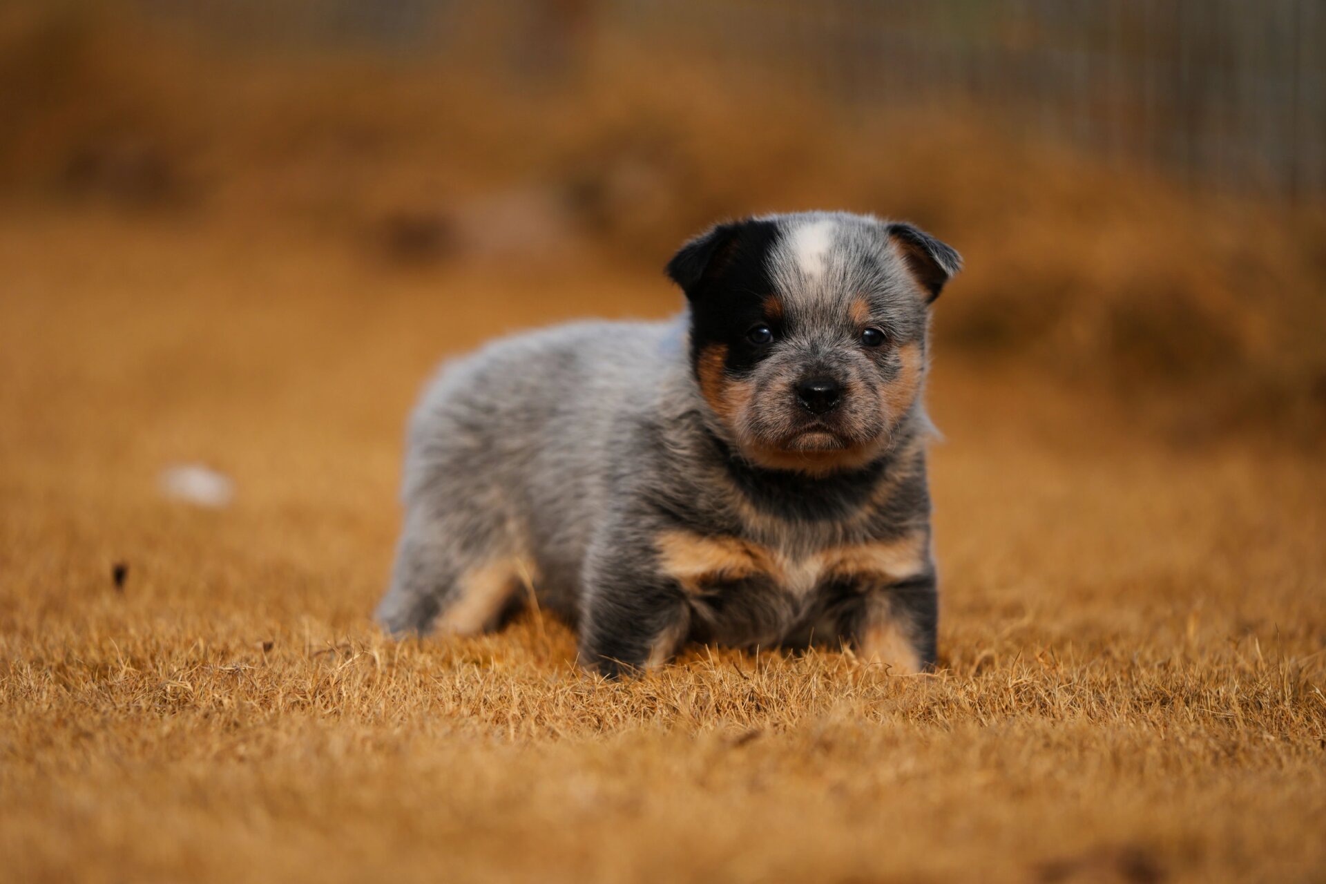 澳大利亚牧牛犬 国内天花板 澳洲牧牛犬 今天满月