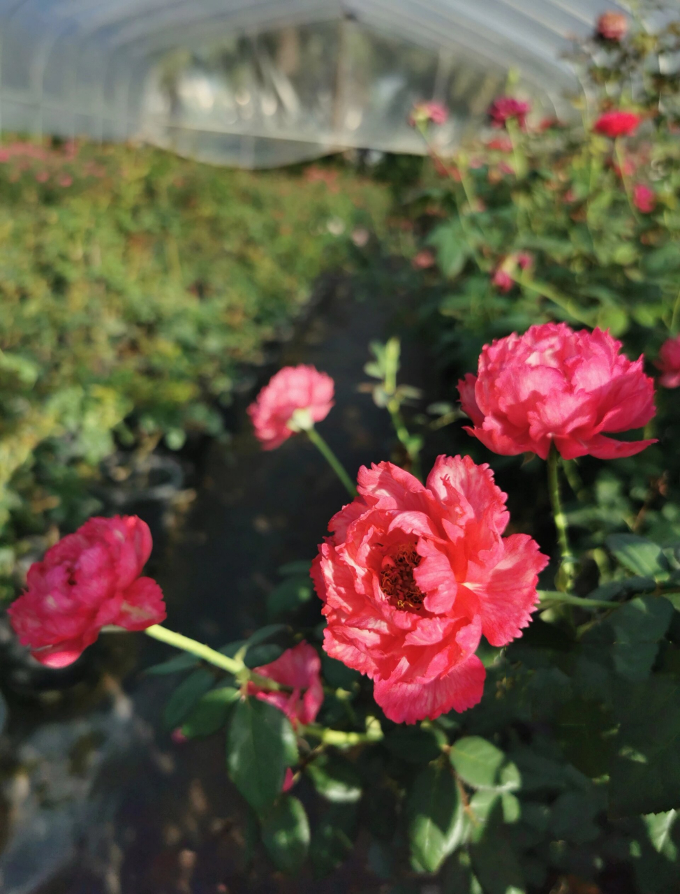 月季"真彩230" 月季"真彩230"是一款红色灌木月季,植株高度100cm,花朵