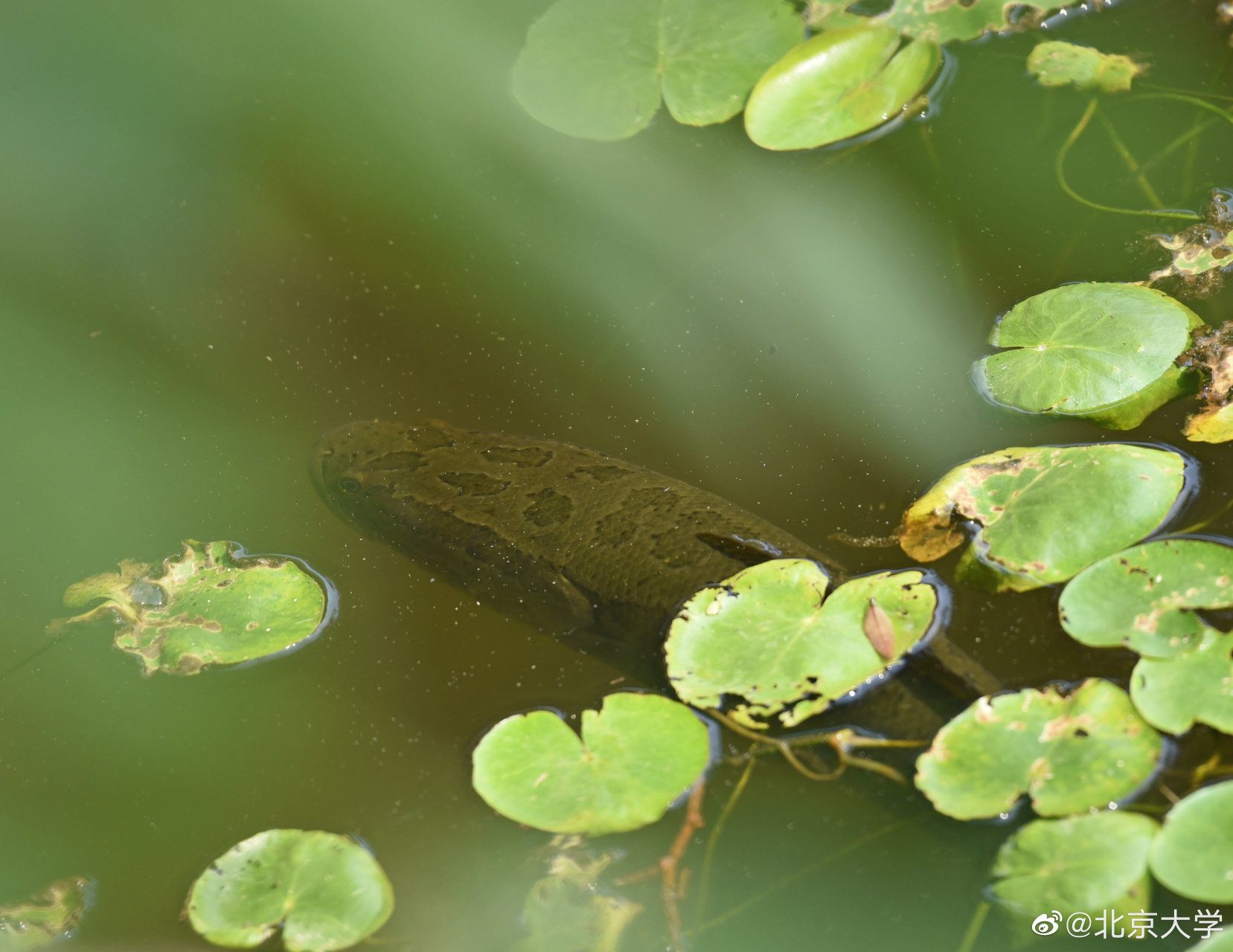 乌鳢,俗称黑鱼,是一种凶猛的肉食性鱼类;全身灰黑色,体侧点缀不规则的