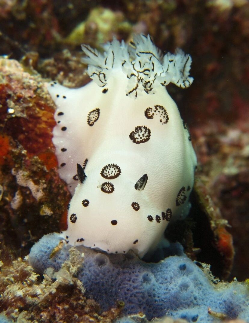 海洋里的"兔子"--海蛞蝓