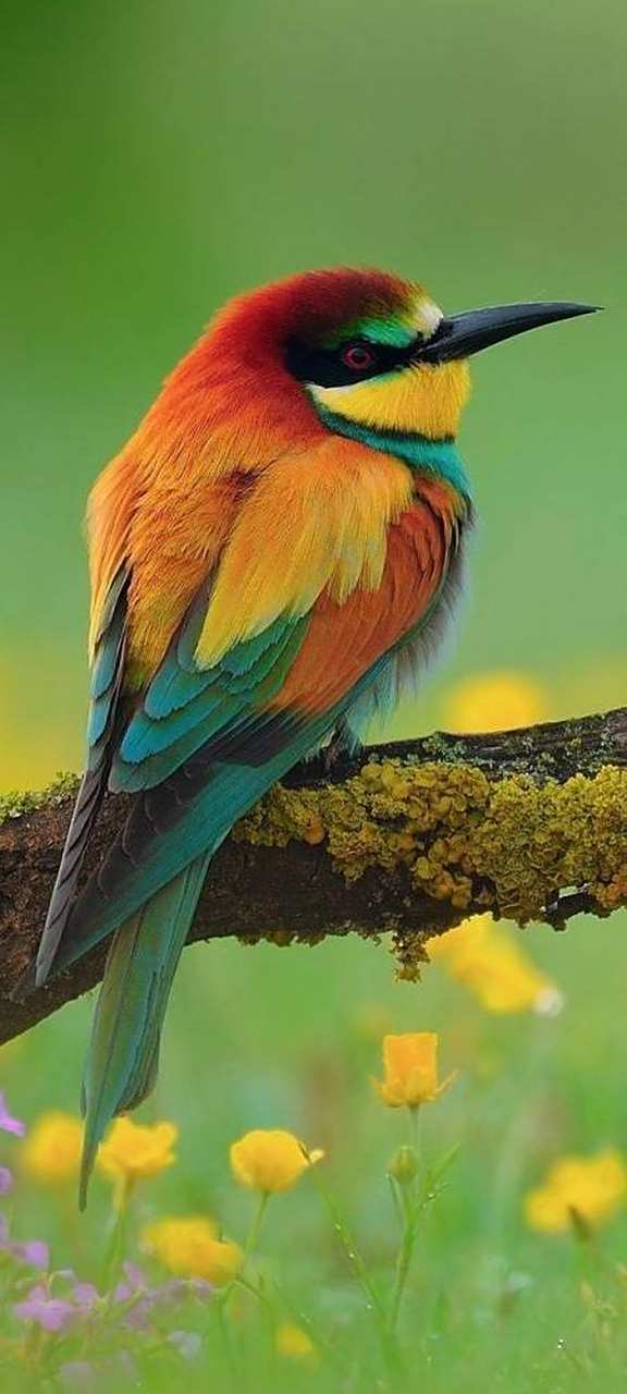 动物趣图#五彩斑斓,好丰富的色彩.