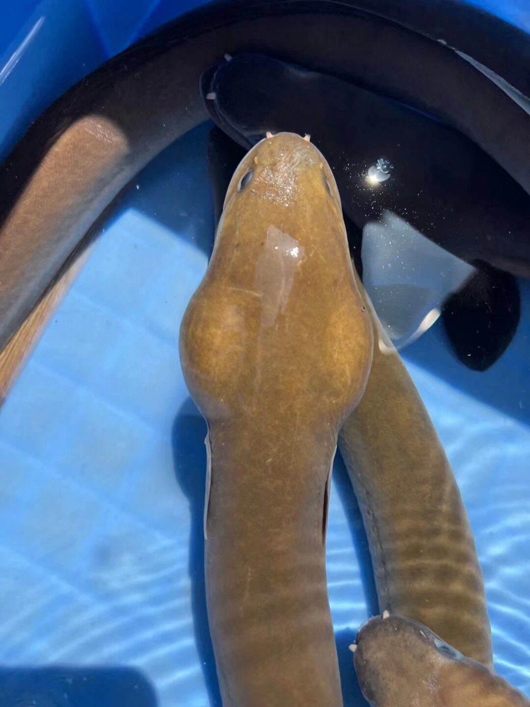 野山坑鳗,非常哇塞1.5斤至2.3斤左右一条,全国包活到家,包生猛到