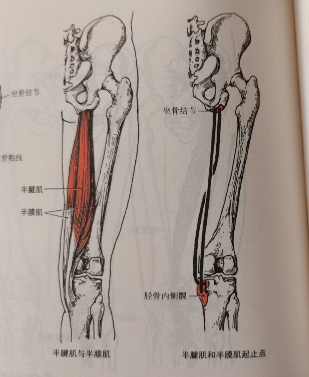 半腱肌半膜肌拉伸图片