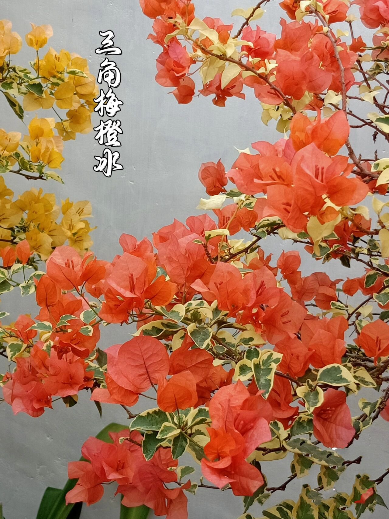 三角梅橙冰 非常漂亮的橙色品种,我想应该没有人不喜欢,这样的金边叶
