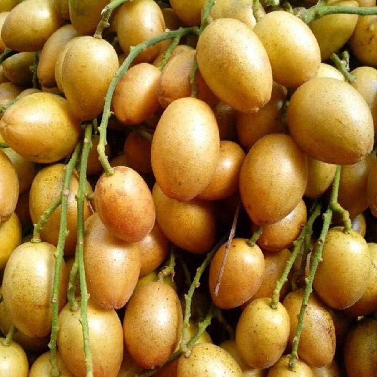 广西黄皮果,谁吃谁不迷糊! 你吃过黄皮果吗?