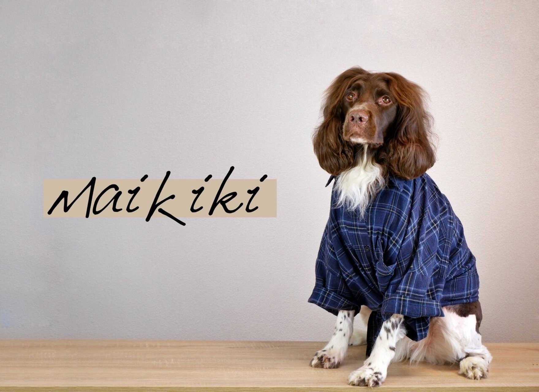 缉毒犬搜救犬-英国史宾格猎犬 大耳朵 长头发 中型犬 智商高 很友好