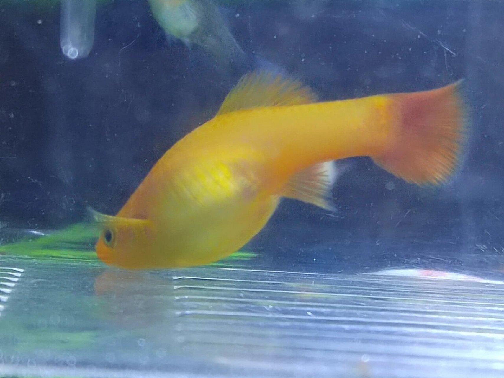 金牡丹鱼怀孕  有没有人帮我看看是不是快要生了