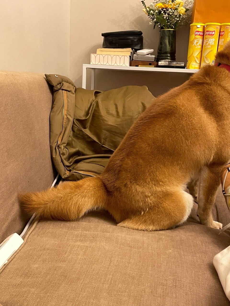 98小狗尾巴一整天都这样耷拉着!是咋了? 是生病了吗?