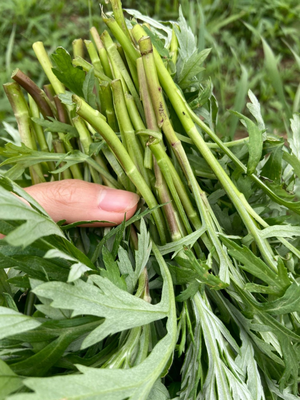 98①什么是蒌蒿吧04 蒌蒿呢07,是一种野生植物91,长得有点