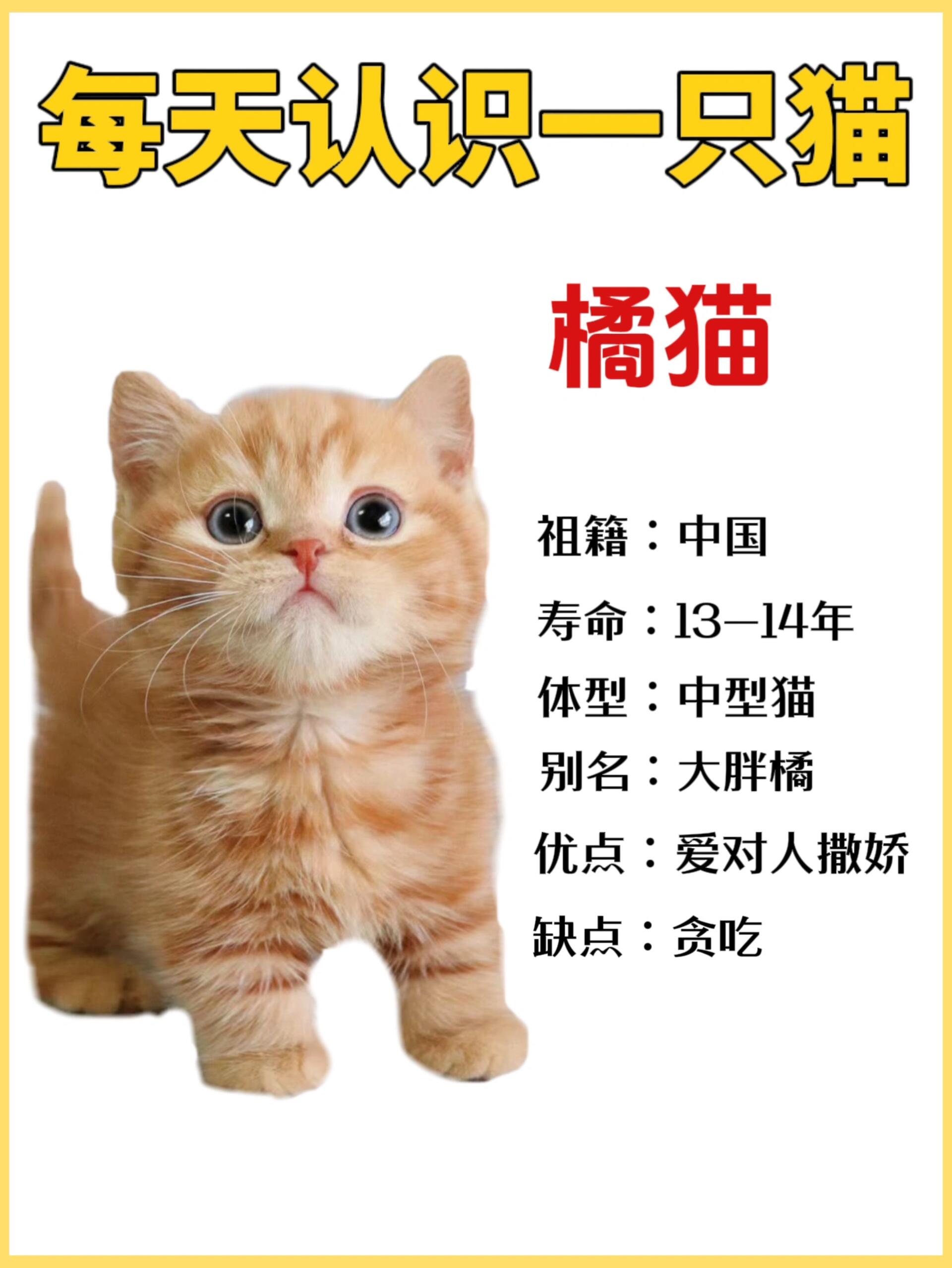 每天认识一只猫——橘猫