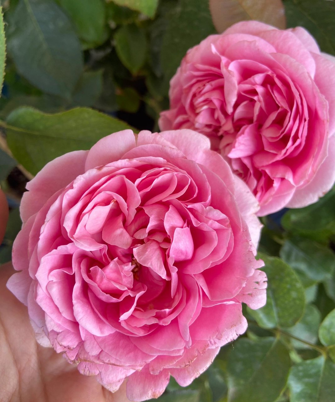 月季101伊芙米欧拉 夏花,小,不标准