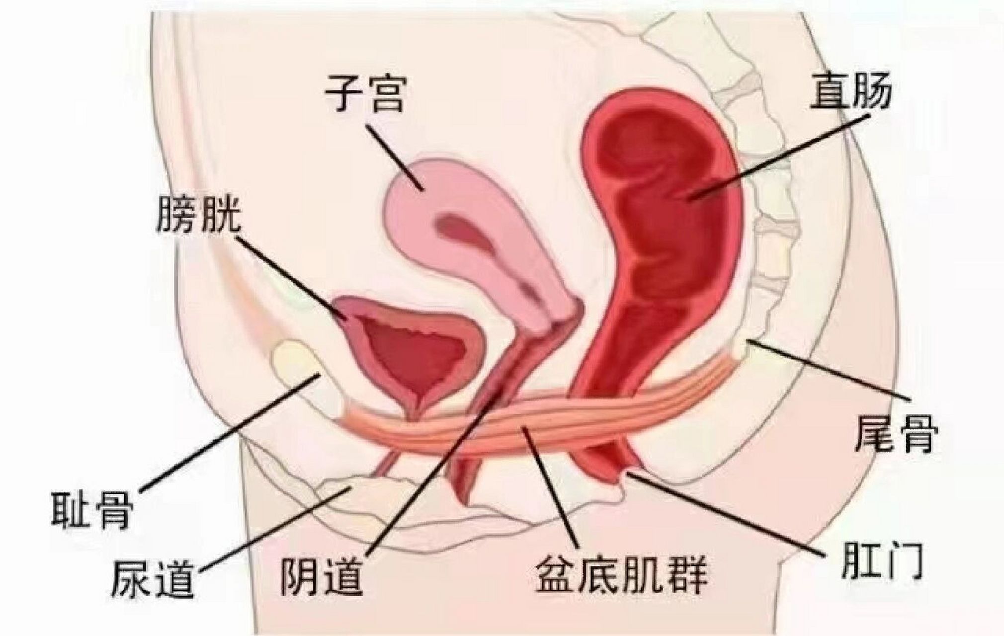 女性69的盆底肌就像一张吊网,紧吊紧69住尿道,膀胱,阴道,子宫