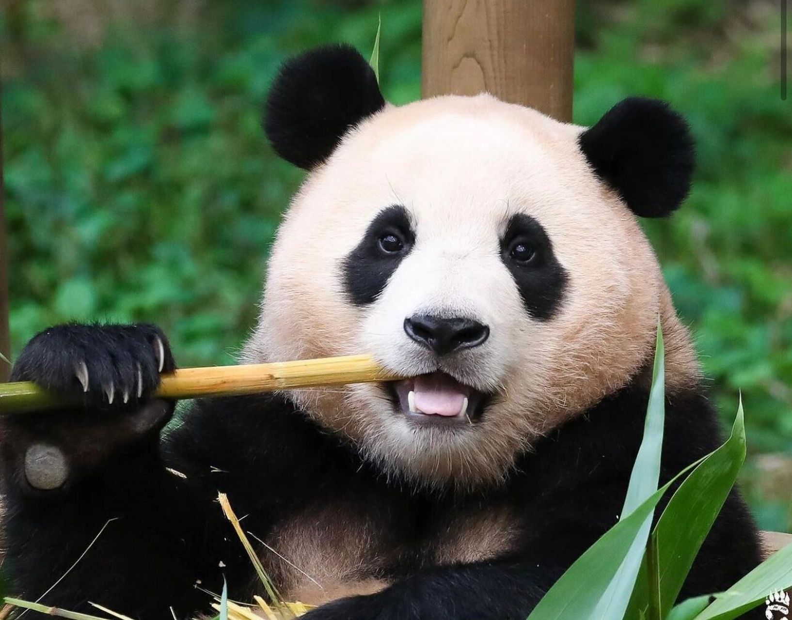 福宝93 我们身处韩国的大熊猫宝贝 福宝 被韩国保育员爷爷照顾的