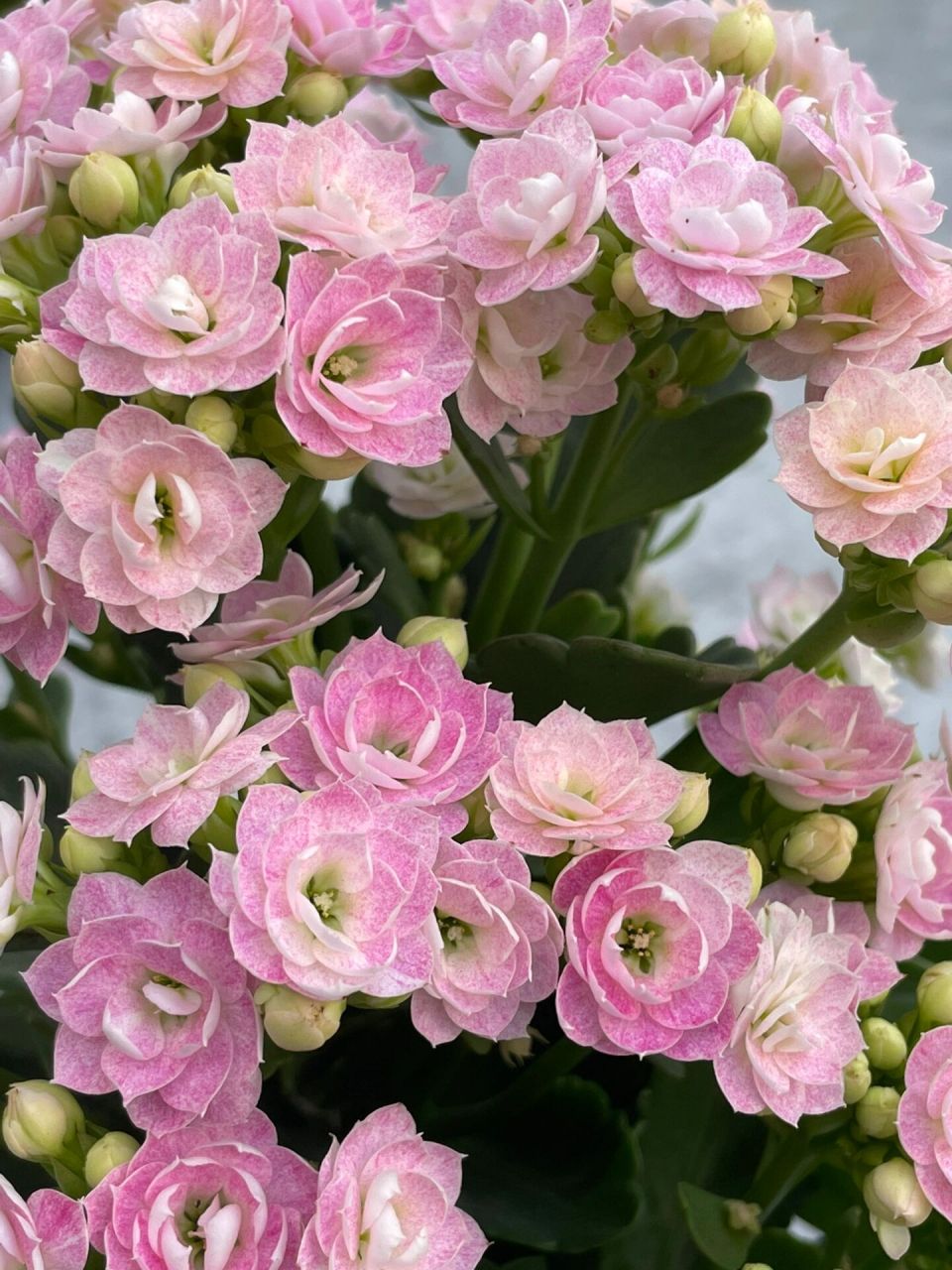 长寿花:奶油睡莲.(奶油冰淇淋,青莲.