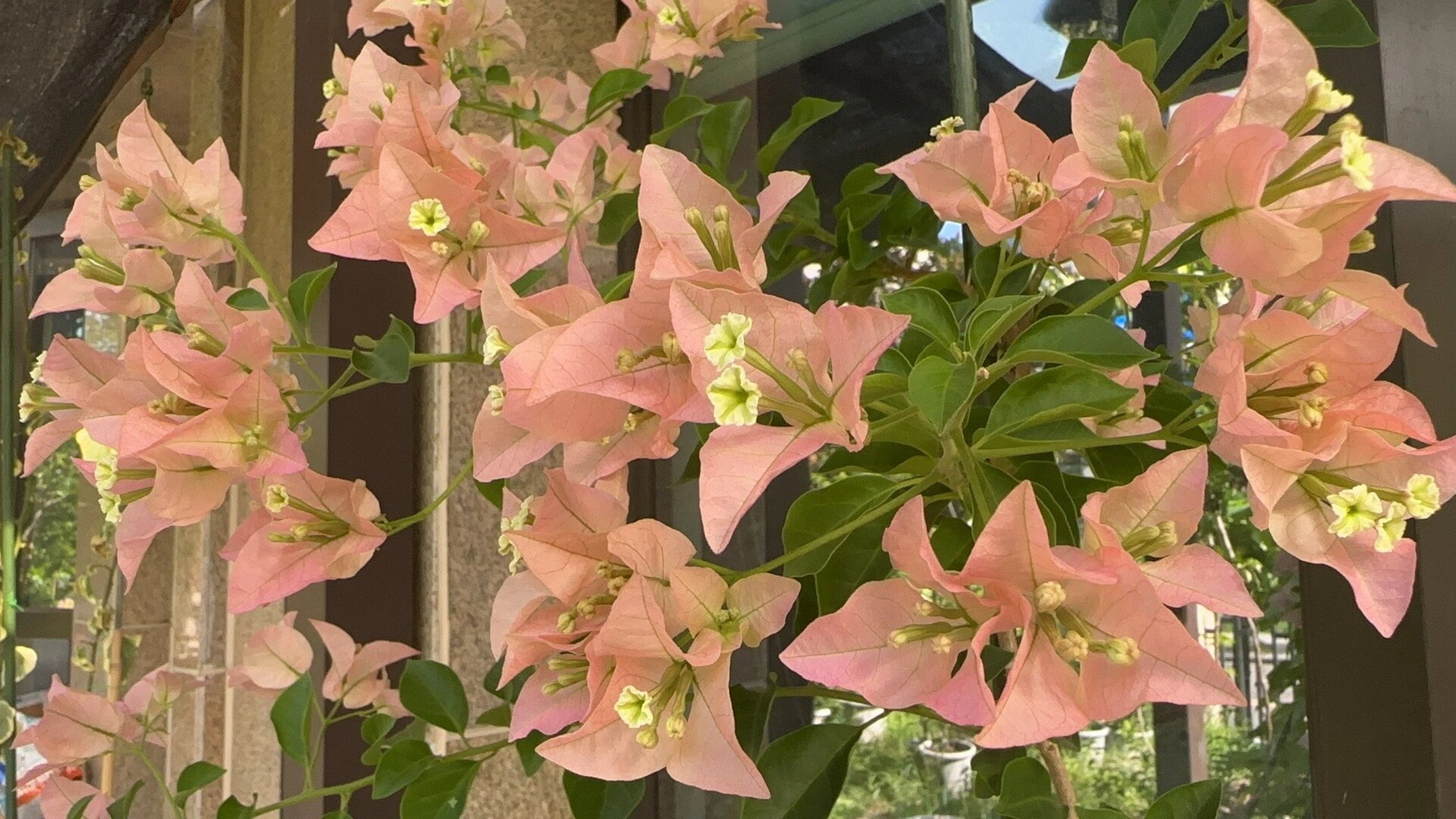 三角梅卡亚塔重庆三角梅 分享地栽露养和遮阳网下同时开的三角梅