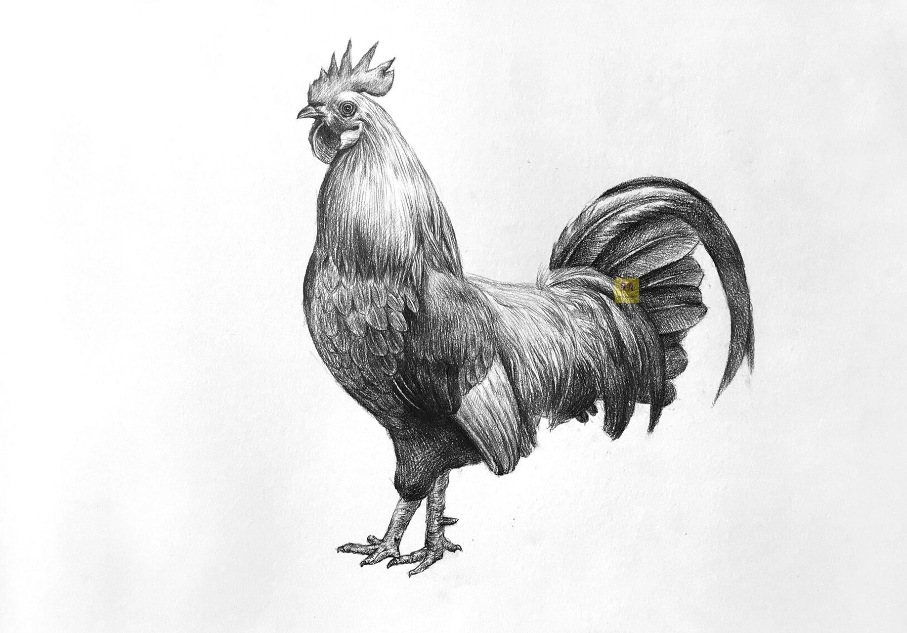 大公鸡的画法素描图片
