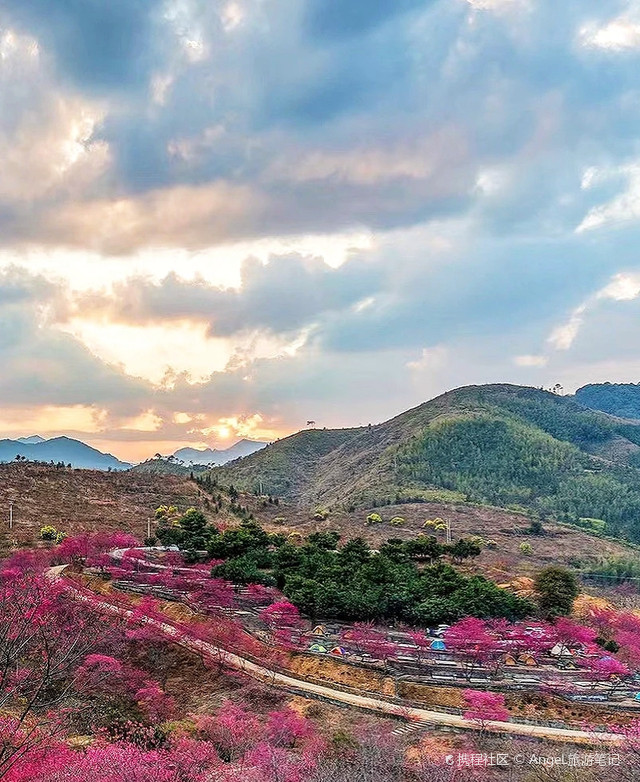 韶关樱花峪图片