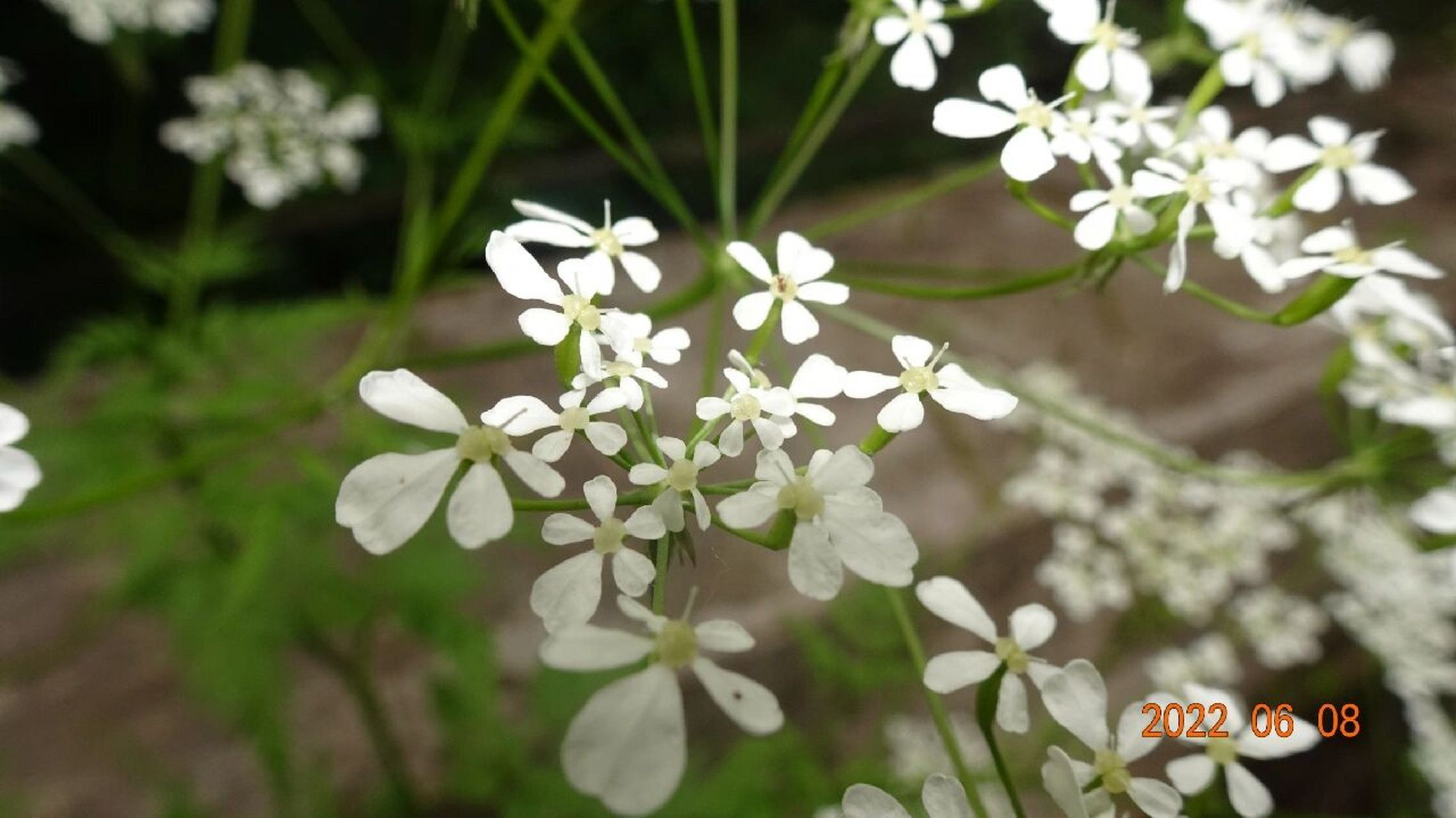 山胡萝卜蒿图片