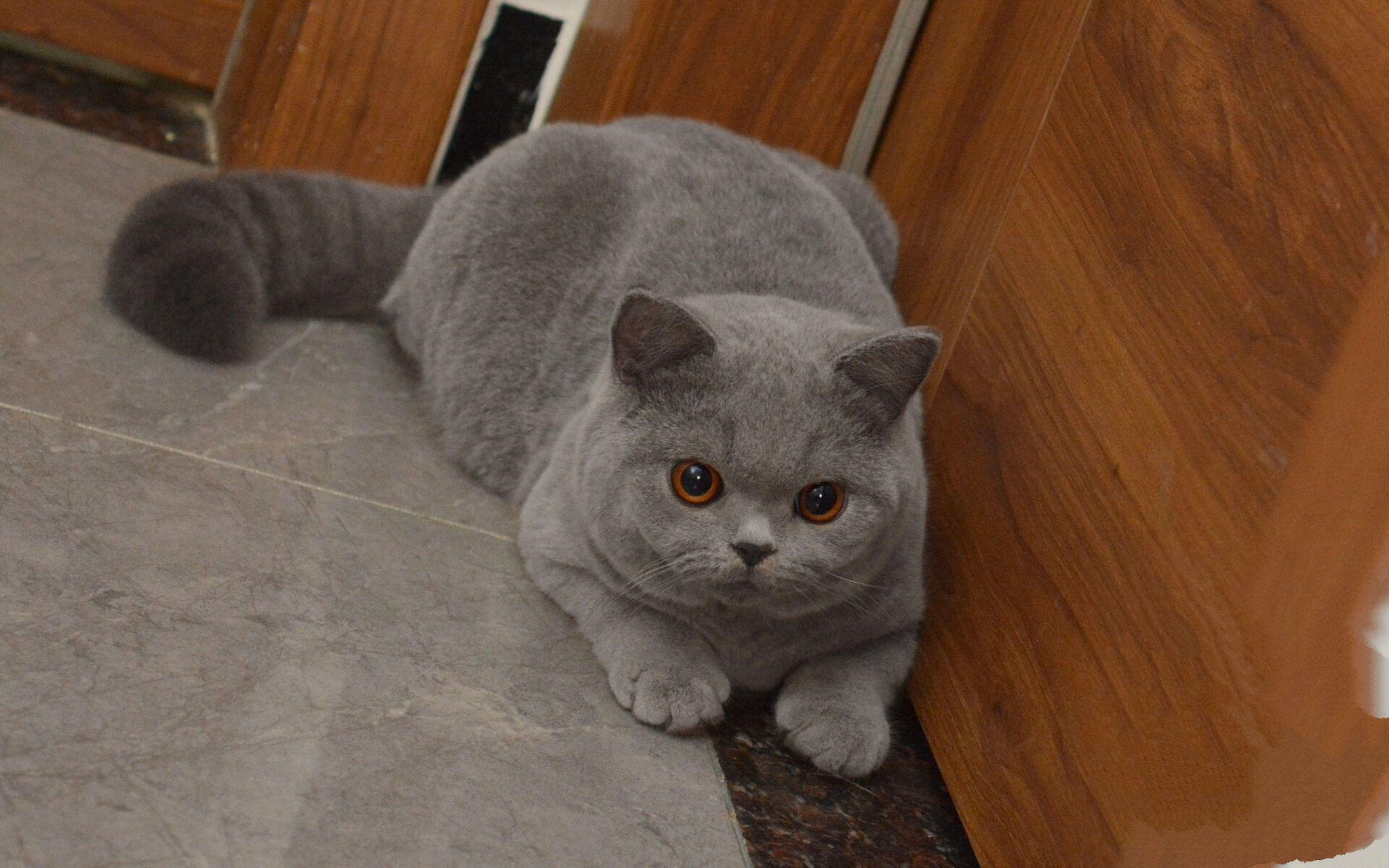 甜而不腻的cfa赛级蓝猫弟弟,豪华毛质大眼睛 毛是真的好,眼睛又大又圆