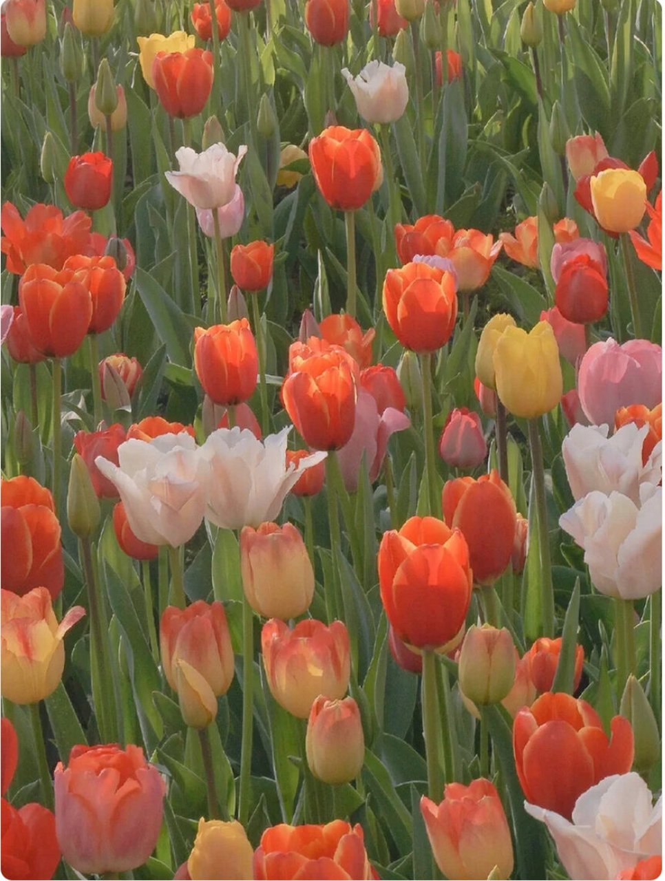 ins风壁纸郁金香93篇