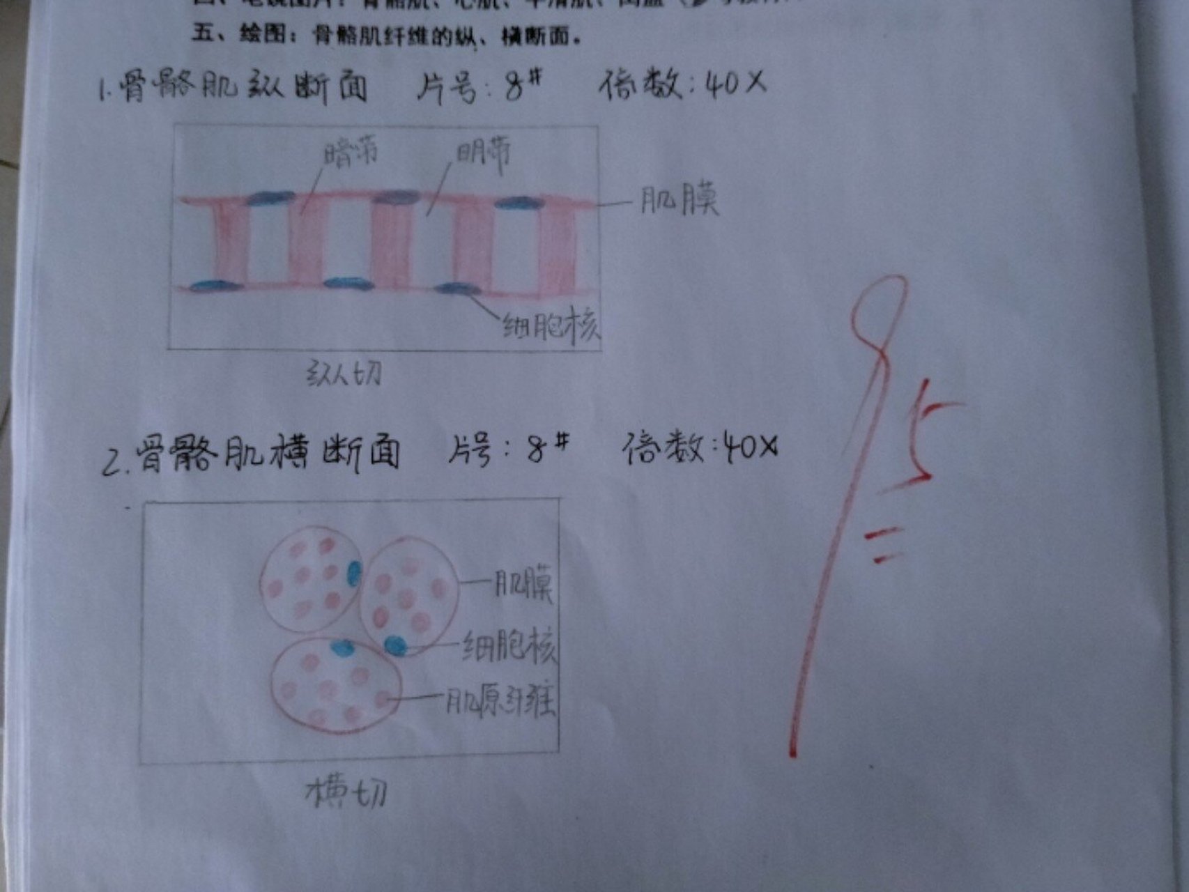 骨骼肌纤维的纵,横断面红蓝铅笔手绘图 骨骼肌纤维的纵,横断面红蓝