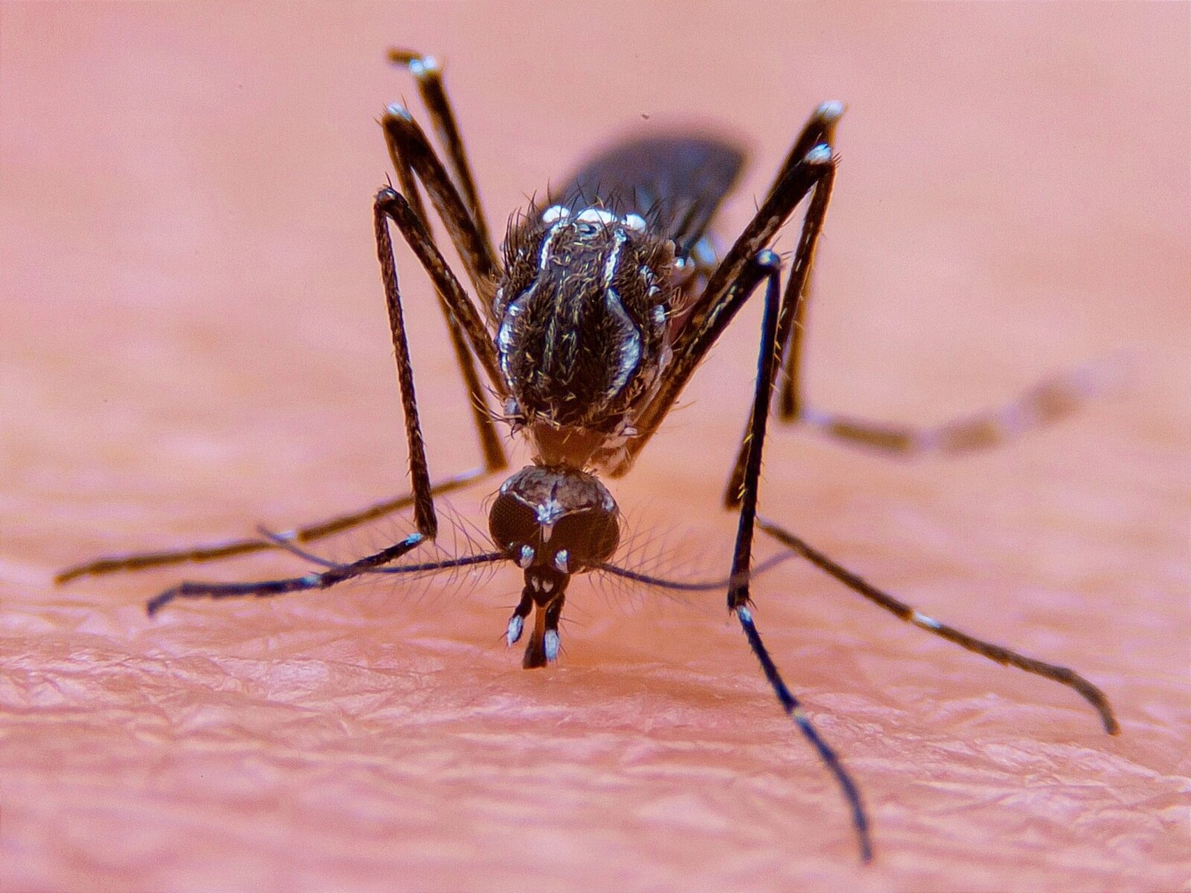 动物系列写生素材 | 近距夏天蚊子叮咬皮肤 夏天的蚊子,它们总是隐藏