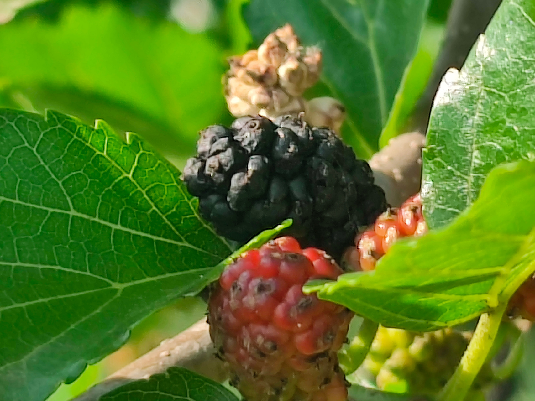 苏大美# 好大一棵野桑树#随手拍夏天##手机摄影