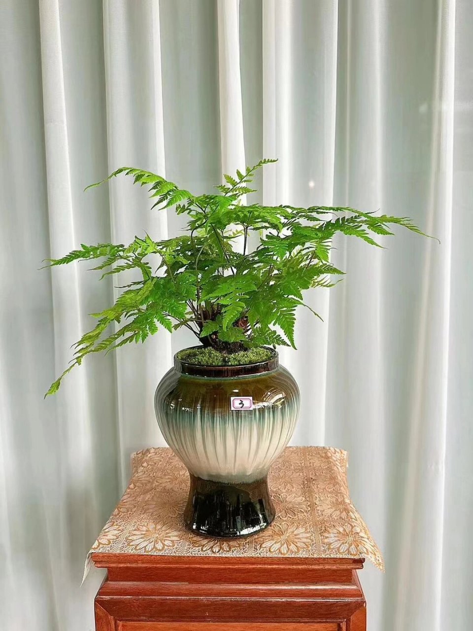 室内茶室,玄关,禅意绿植:金羽蕨.