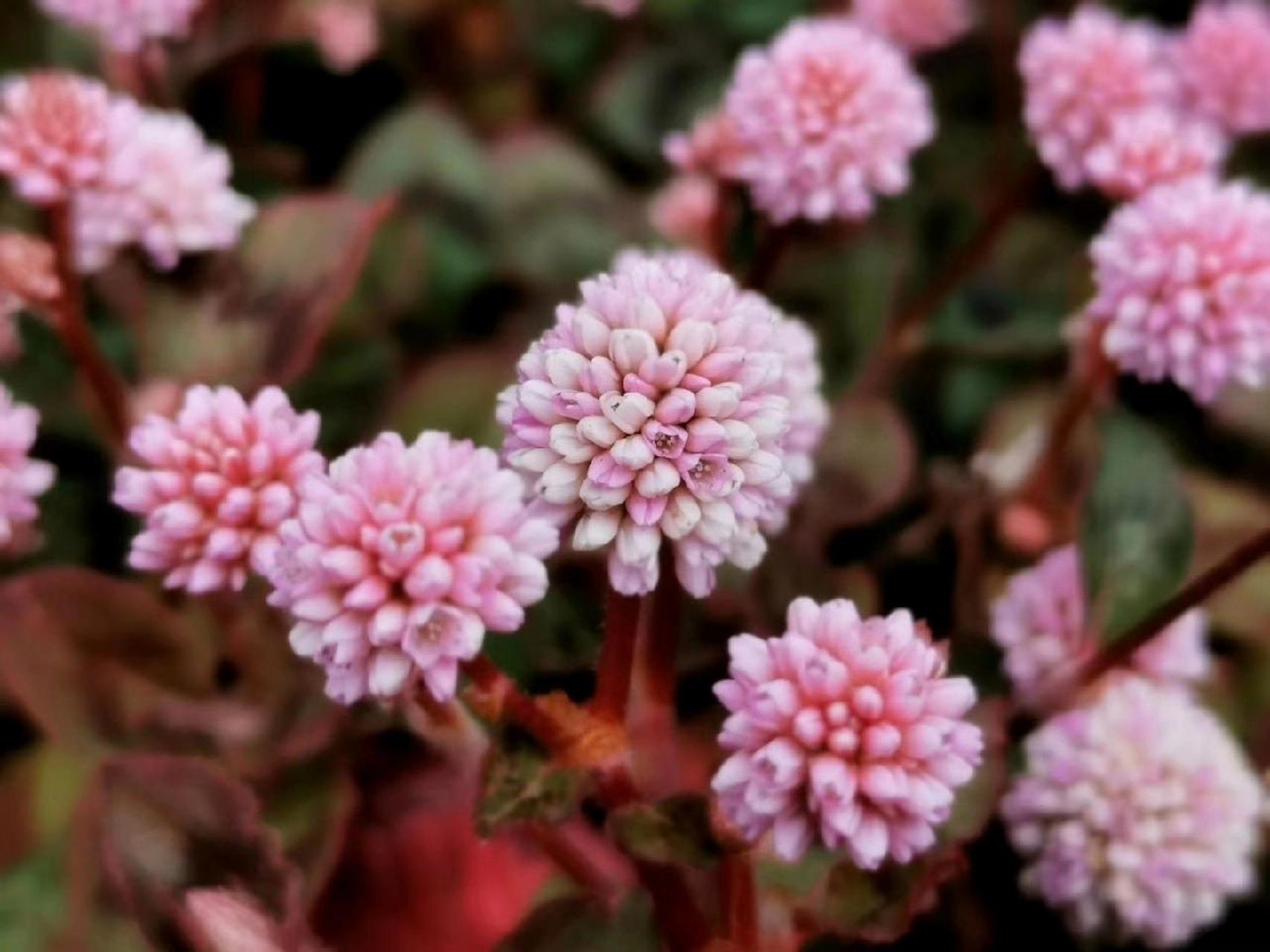 据网上资料,头花蓼是贵州西北少数民族常用草药,其性热,味苦,涩,有