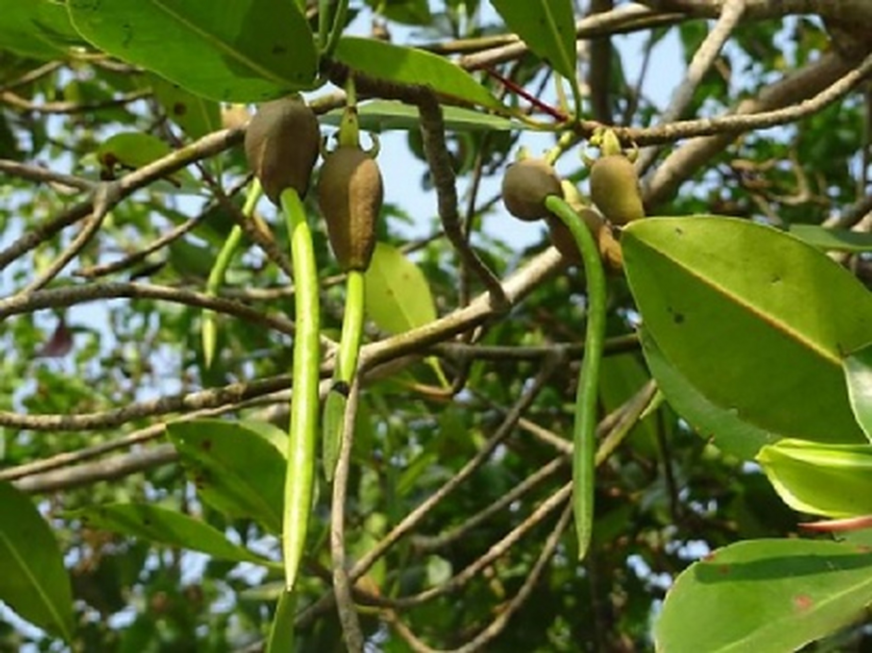 长着绿色叶子红树科(rhizophoraceae)的红树,因为树皮中含有一种