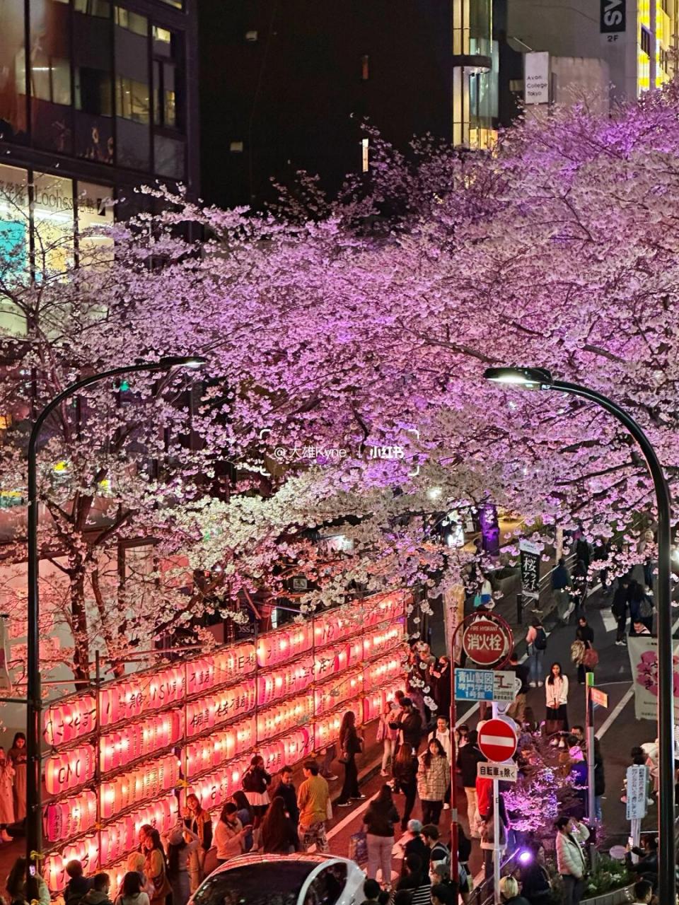 涉谷的病毒樱花图片