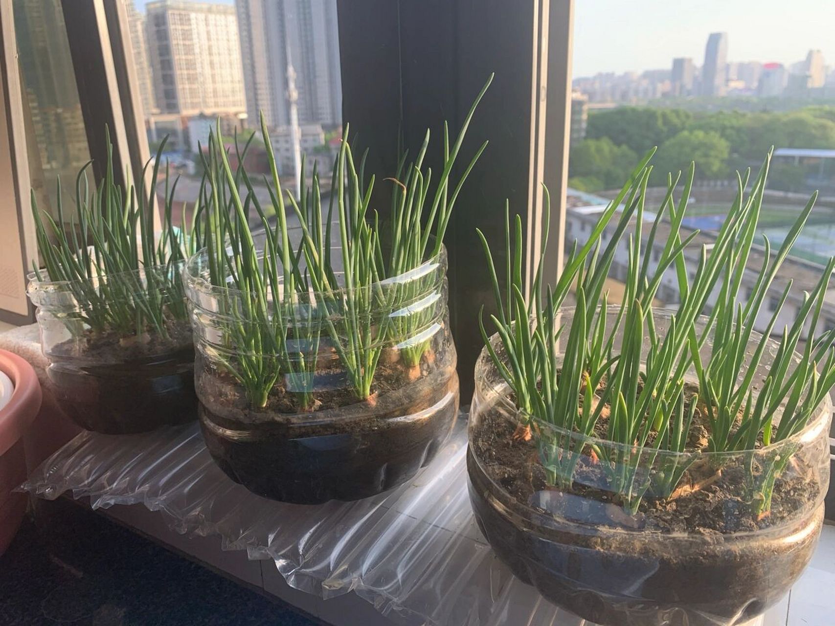 矿泉水瓶种葱!实现小葱自由!