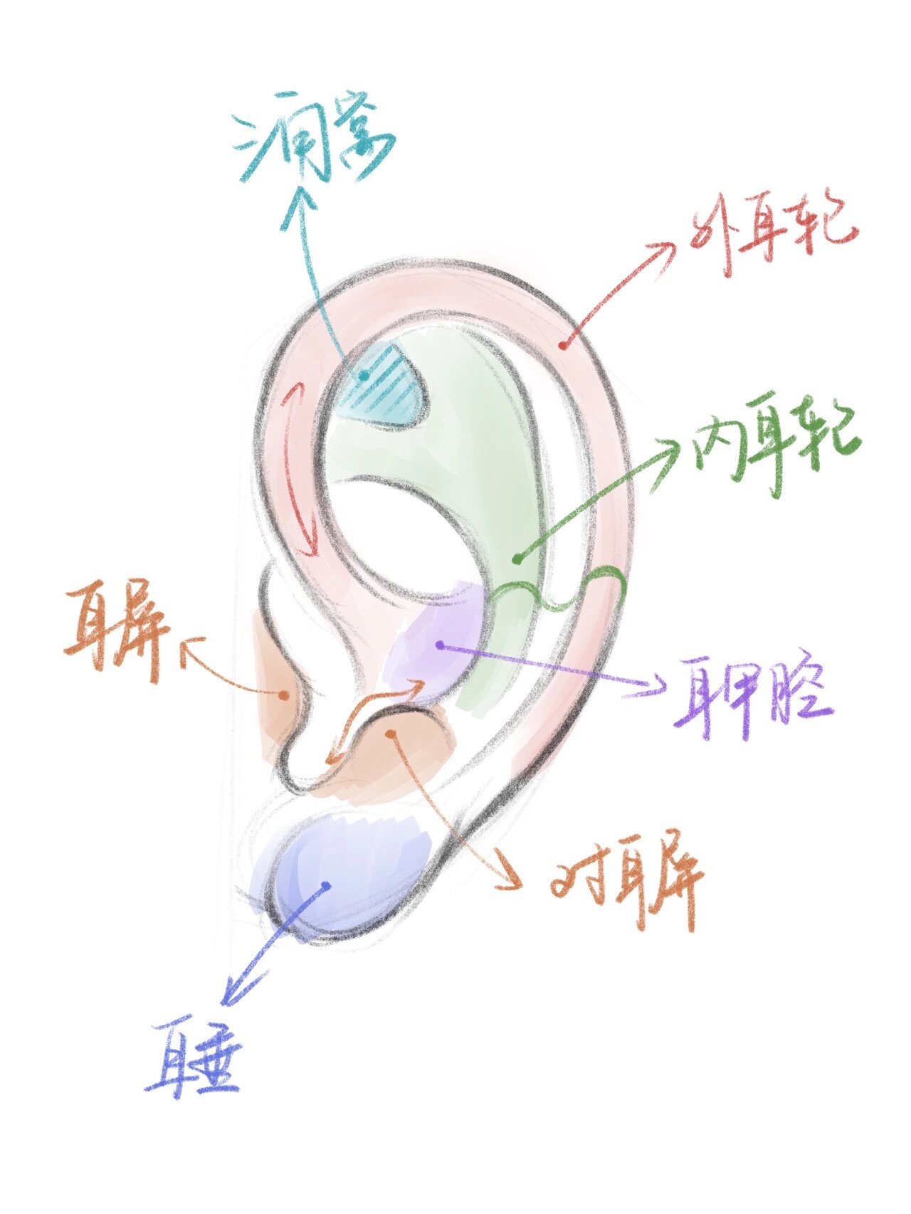 教程】一张图看懂正面耳朵结构/附步骤 最近刚好复习了一遍耳朵画法