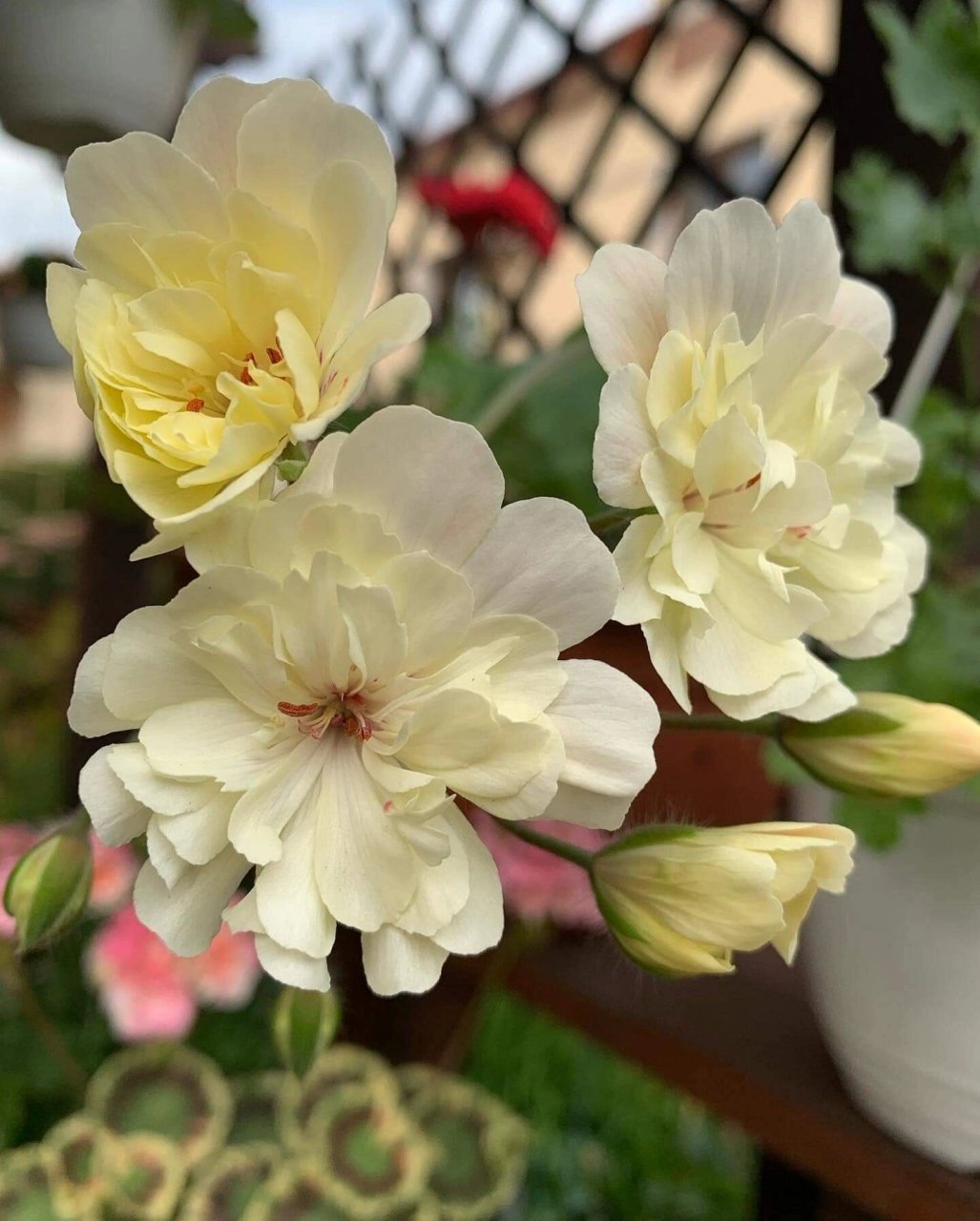 植物快乐屋—兽系天竺葵"独角兽阳光" unicorn zonartic sunbeam,兽系