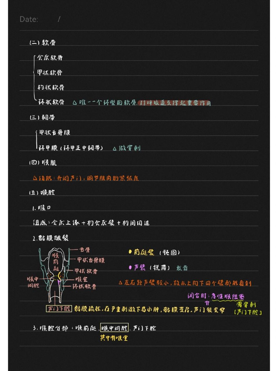 霍琨老师人体解剖学笔记-鼻和喉 系解笔记(十九) 呼吸系统之鼻和喉