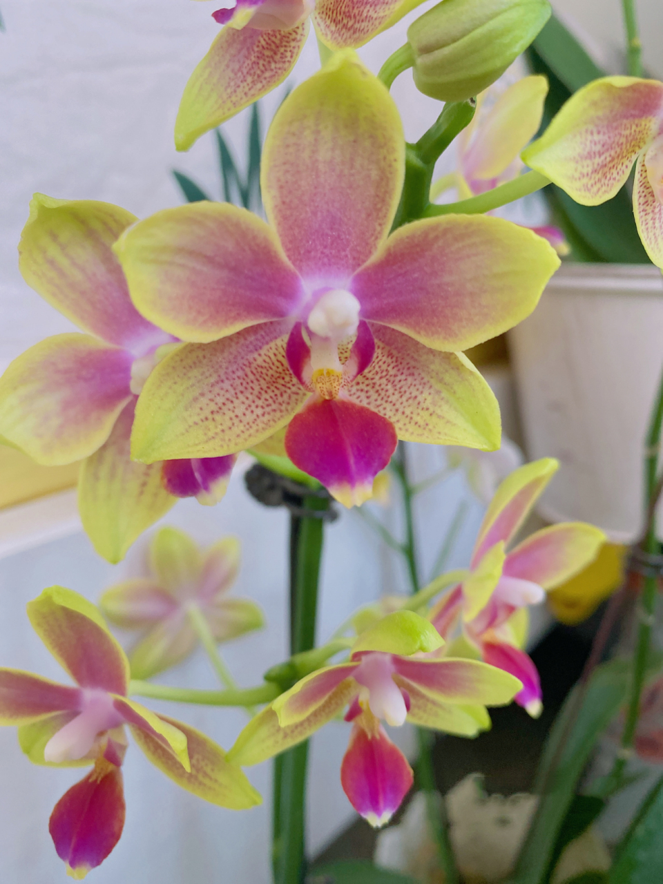 蝴蝶兰:金树二代90圣诞树 两种同属小花型,颜色也是中间粉两边黄.