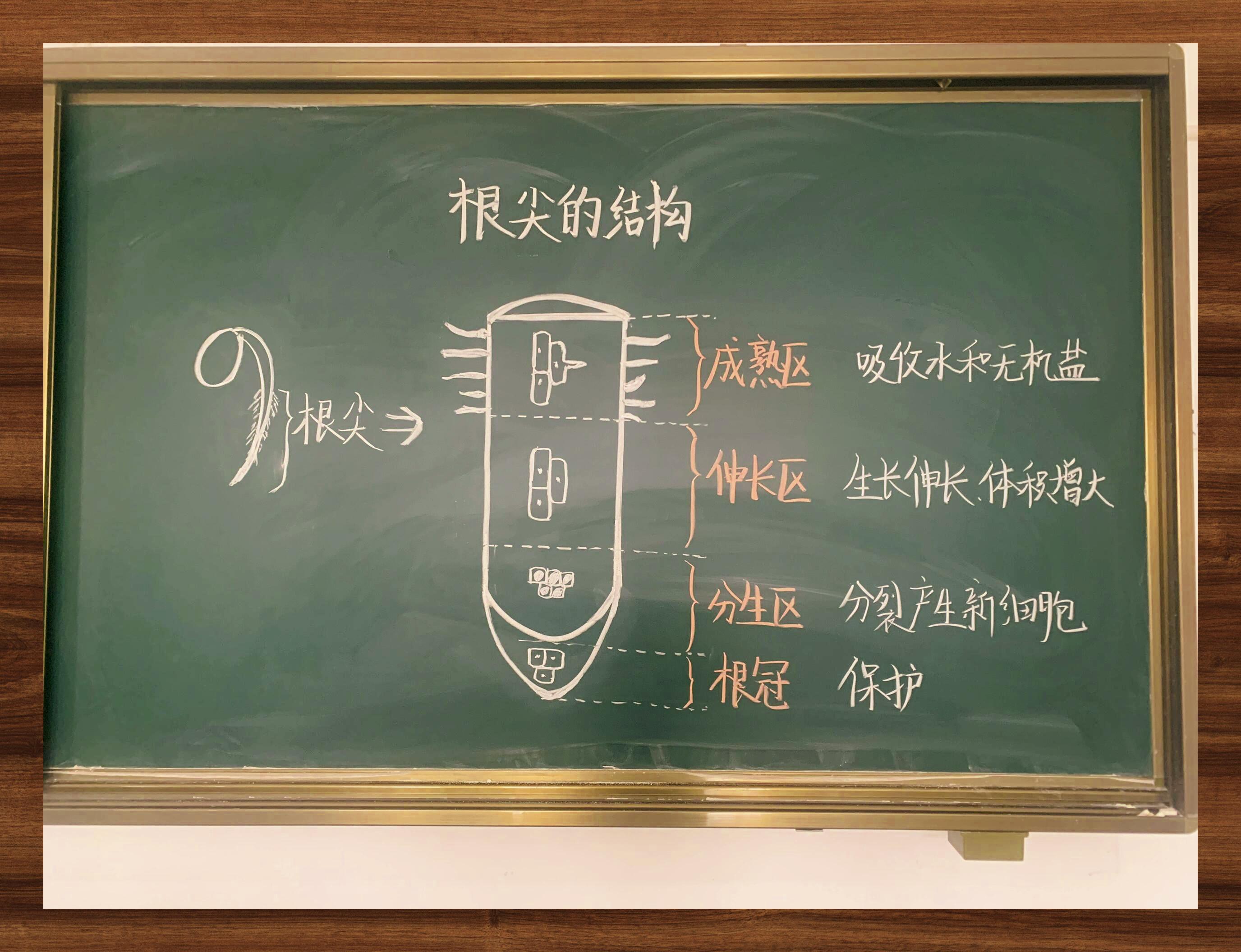 生物教学演示稿与板书创意