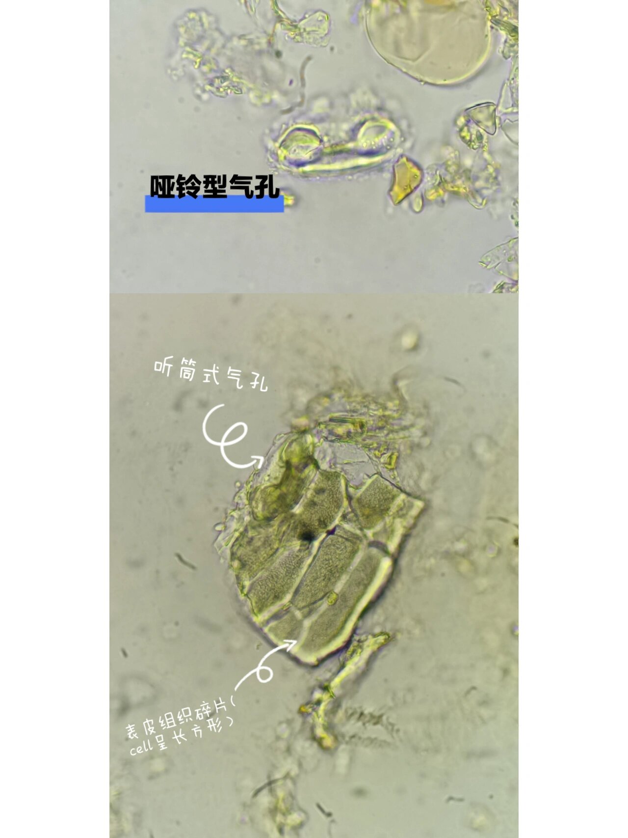 五味子&麻黄粉末显微特征图