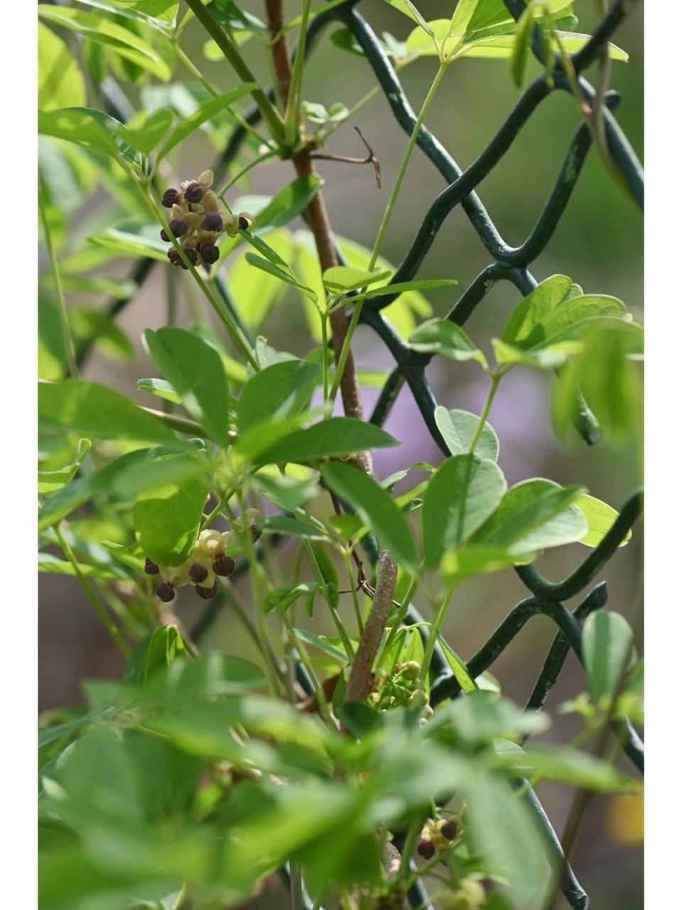 这是木通, 这是木通,又名通草,野木瓜,八月炸,是爬藤植物.