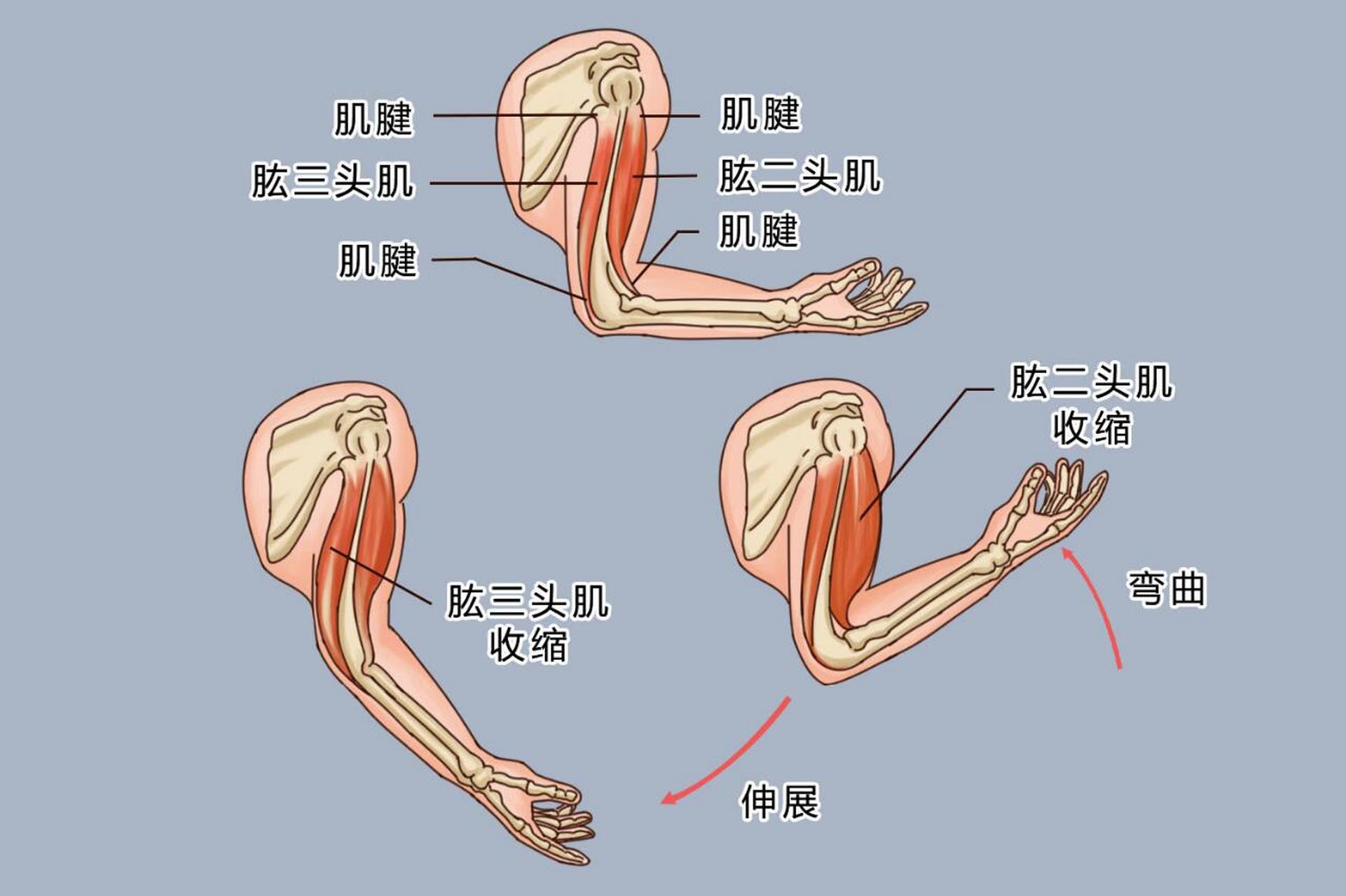 肱三头肌的作用图片