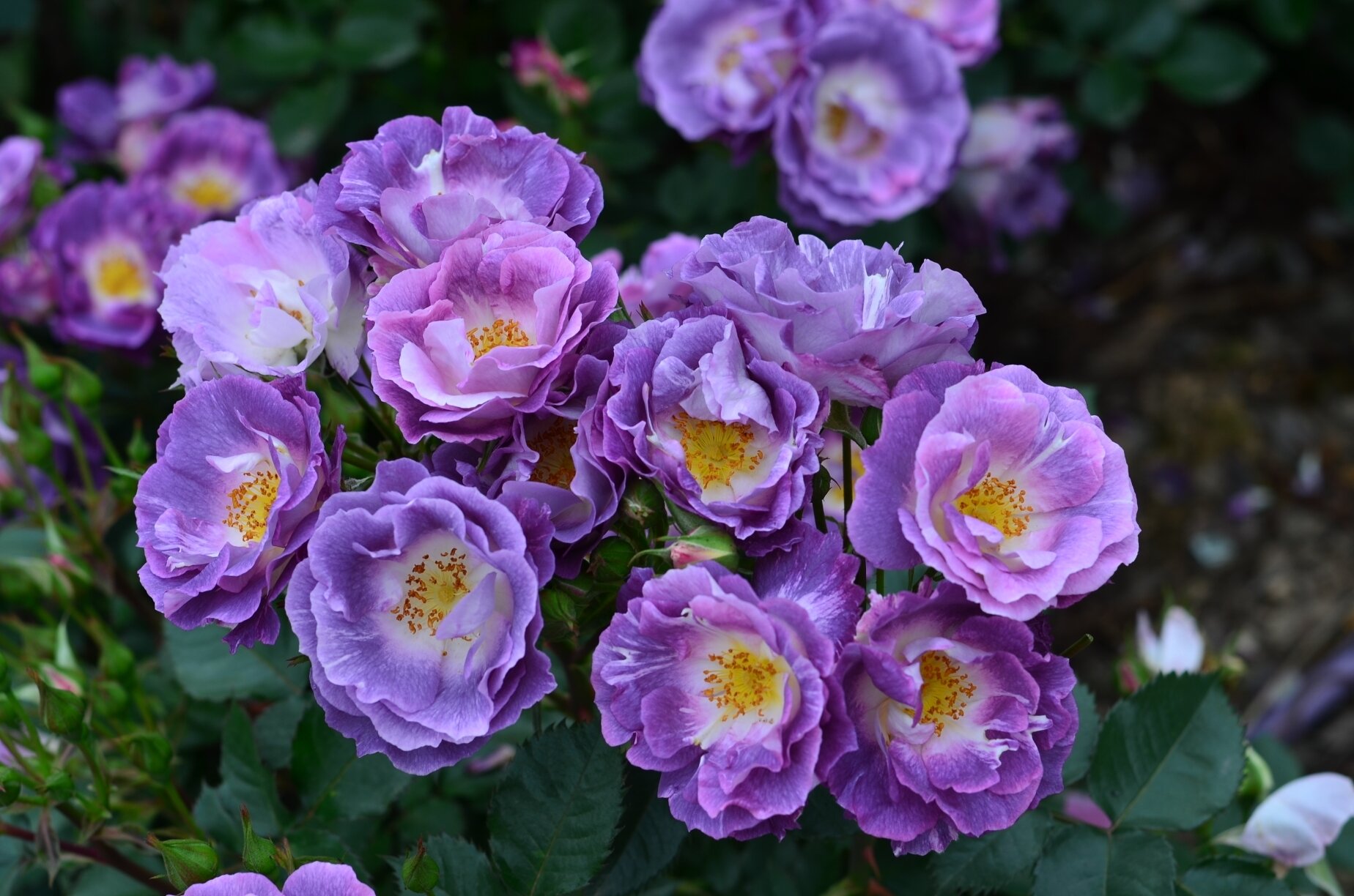 月季 蓝色梦想 一款市场上不怎么流行的月季品种"蓝色梦想",却依然美