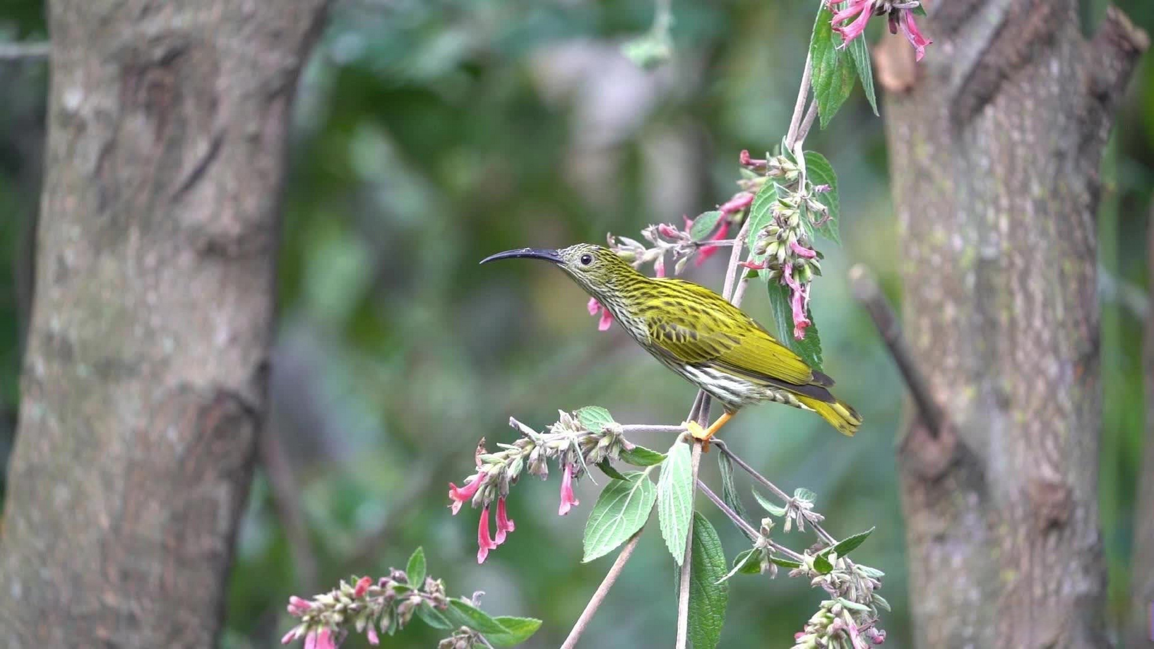 云南百花岭采食花蜜的太阳鸟科:纹背捕蛛鸟(原创视频)(阅读全文