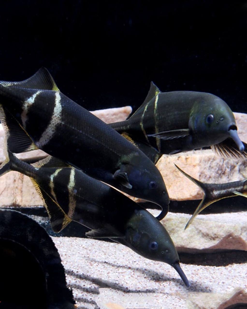 象鼻鱼体形怪异,远看像一把阿拉伯弯刀,尾部像刀柄,身体像刀刃,因有一