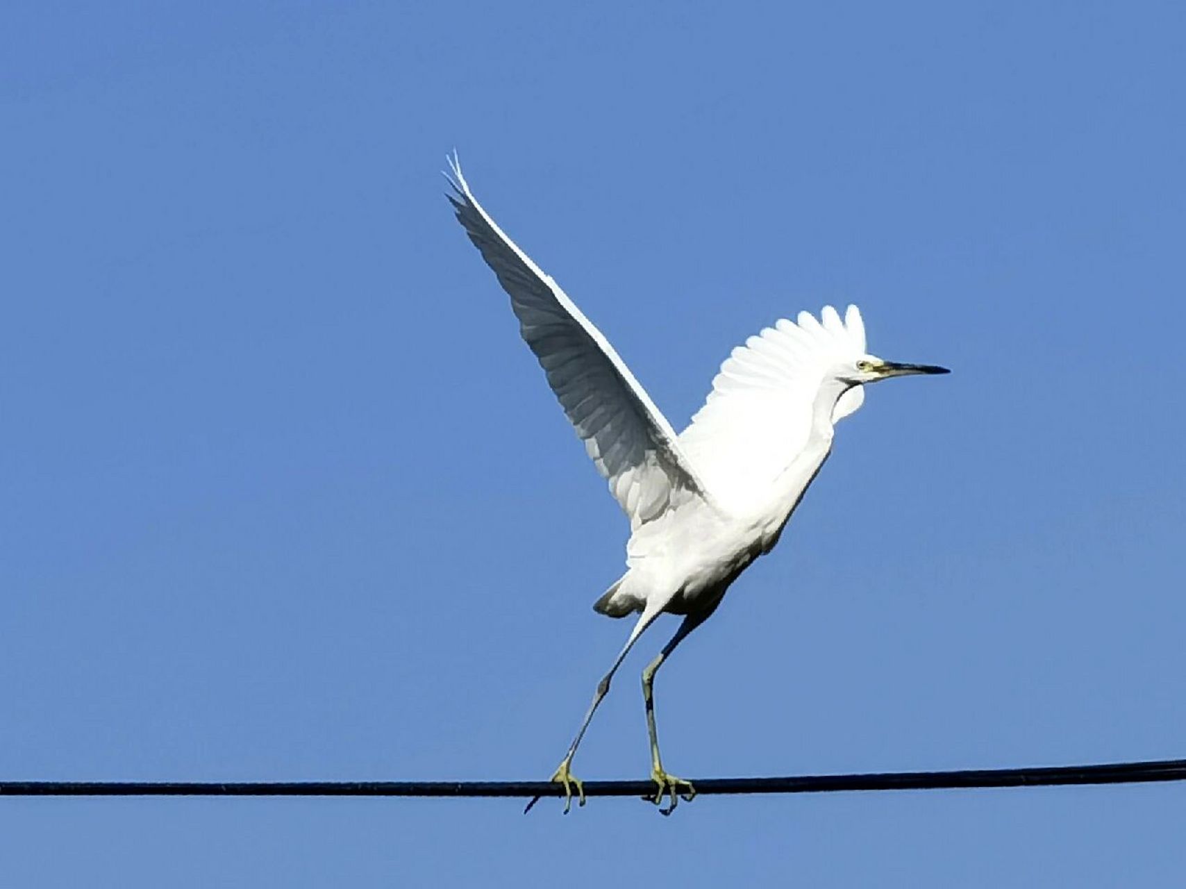 白鹭也叫鹭鸶,白鹭对生活环境非常挑剔,有着"非梧桐不栖"的品格,只有