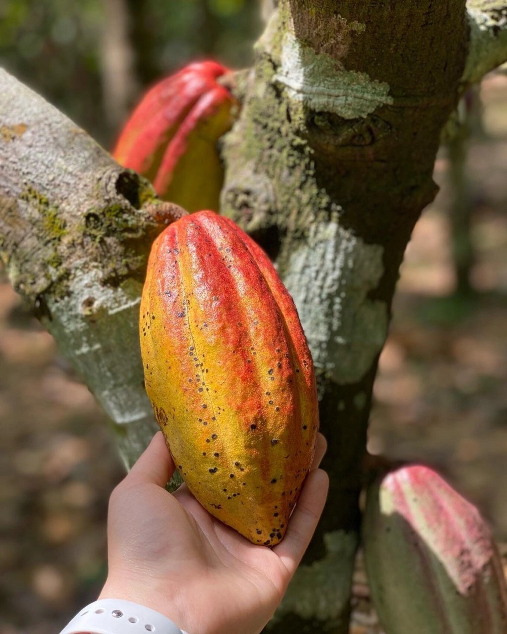 海南可可果种植园,我的可可果甜品灵感起源 这次趁年假去了海南兴隆的