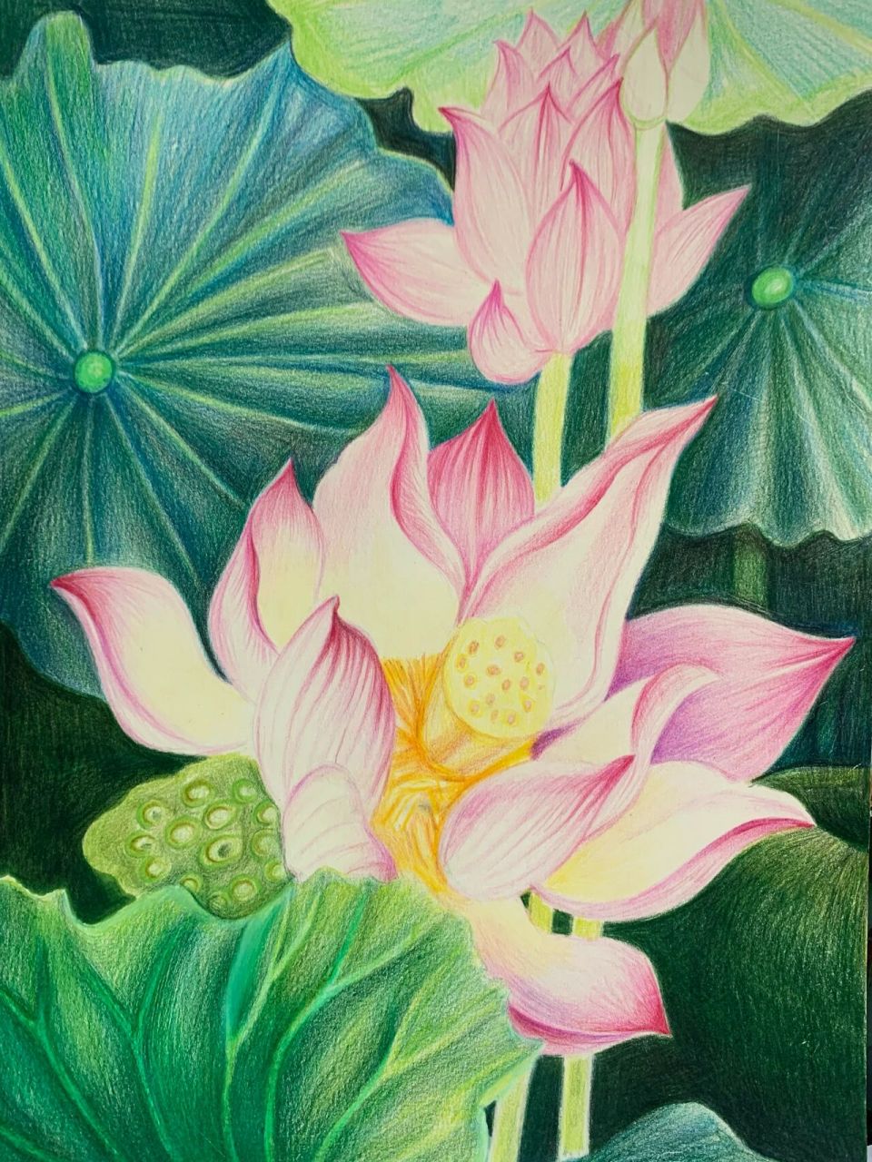 彩铅画 荷花 临摹 实在不好意思说是临摹琴中弦老师的作品 95用具