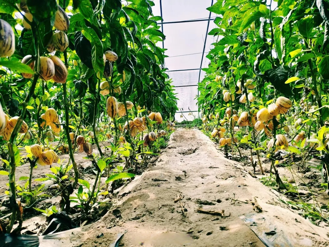 人参果种植棚内,一个个人参果在绿叶掩映下长势喜人,丰收在望;辣椒