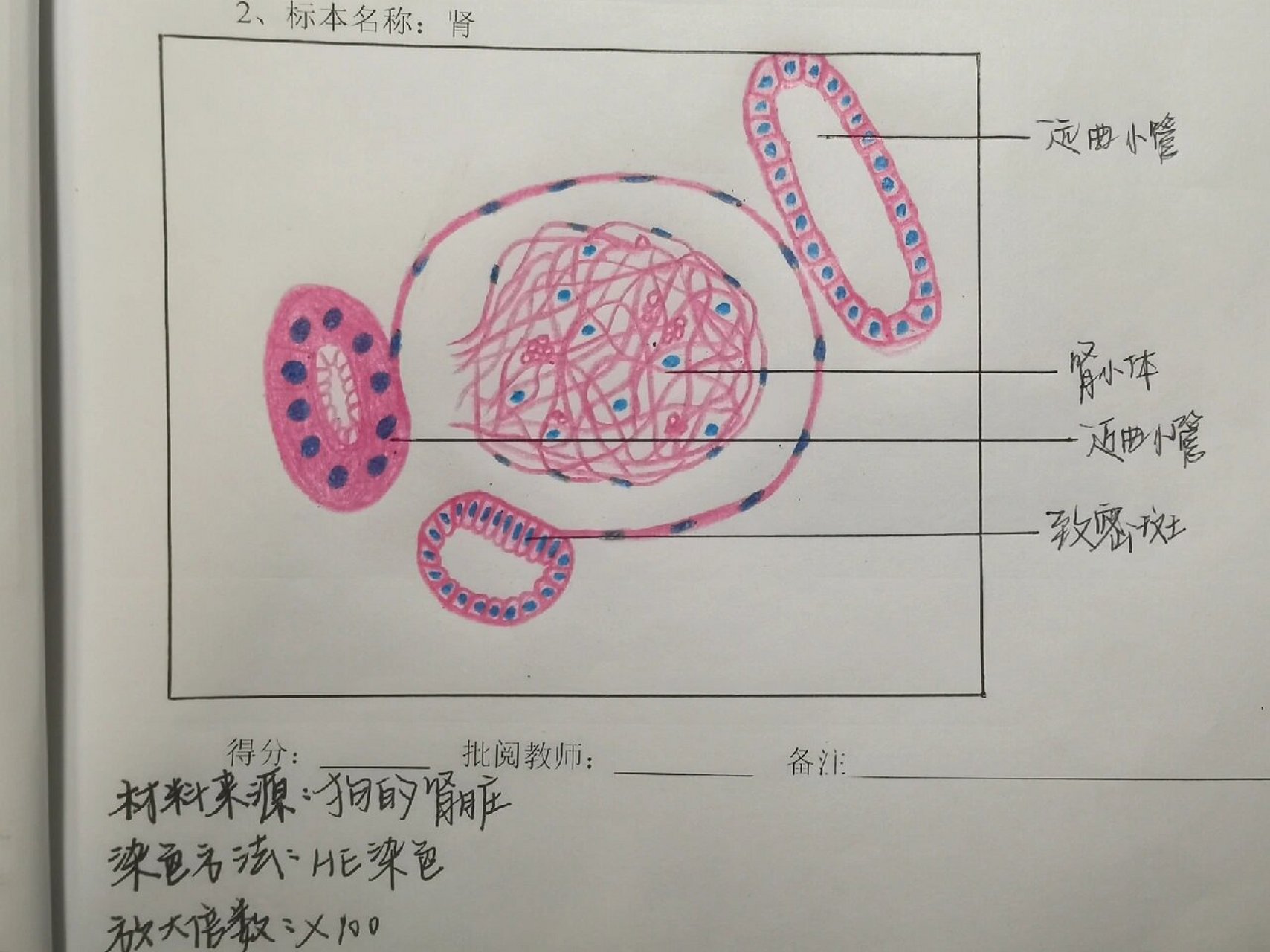 肾皮质迷路局部示意图图片